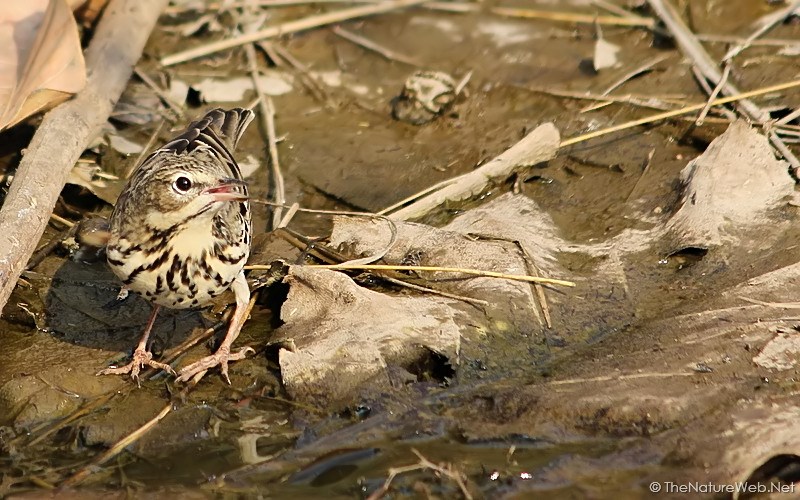 Tree Pipit